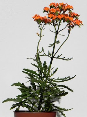 Kalanchoe laciniata - Christmas tree plant - Cathedral bells care