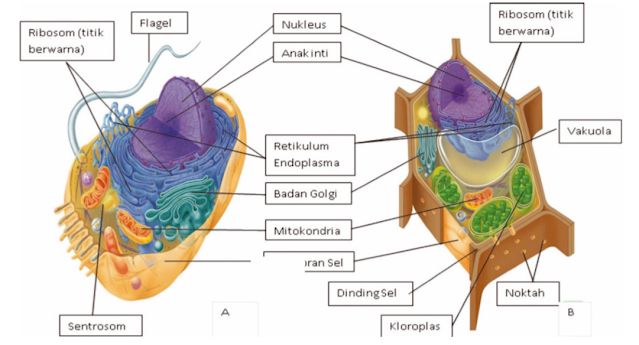 Gambar Sel Eukariotik (a) Sel Hewan (b) Sel Tumbuhan