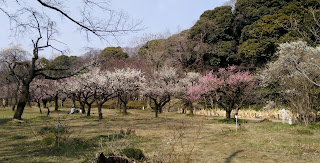 小石川植物園の梅林