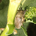 Melolontha papposa
