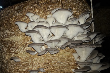 Online mushroom store | Biobritte store | Ahmedabad | Gujarat