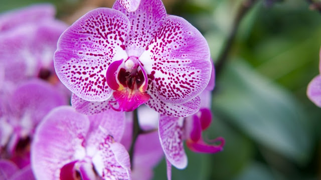 Top 10 Most Beautiful Flowers in the World