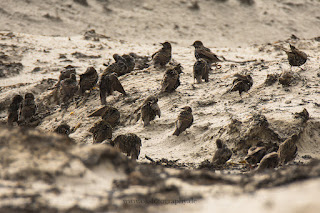 Wildlifefotografie Helgoland Düne Stare