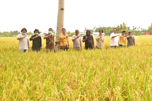 Pembangunan Pertanian di Papua Harus Masif Libatkan Petani Milenial 