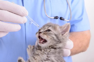 8 - small cat diseases and ways to treat them in detail