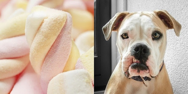 Can Dogs Eat Marshmallows 4