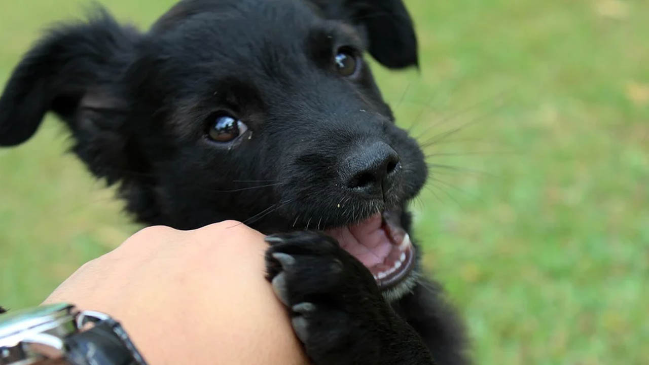 Prefeitura de São Paulo lança versão eletrônica de identidade para pets