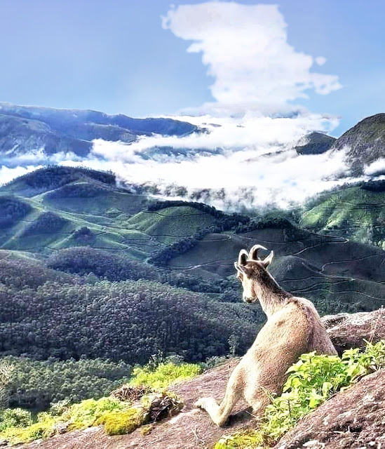 Rajamala, Munnar