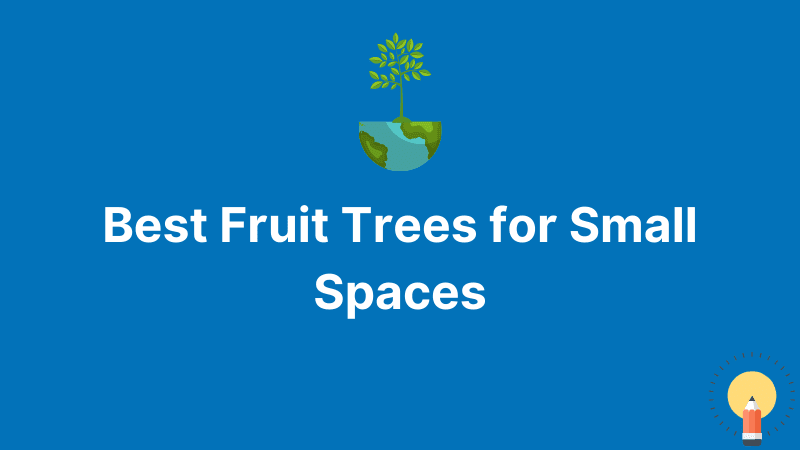 Best Fruits Trees for Small Spaces