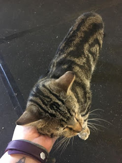 Un gato va todos los días al gimnasio para motivar a los miembros