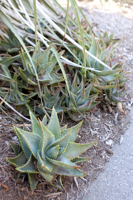 Aloe mitriformis "Mitre Aloe"