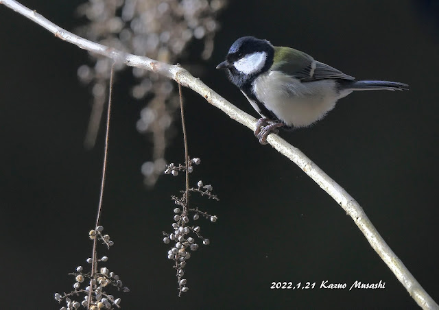 宮城の野鳥