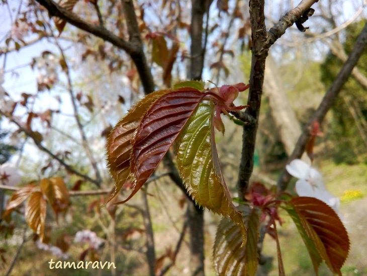 Вишня сахалинская / Вишня Саржента (Cerasus sachalinensis, =Cerasus sargentii)