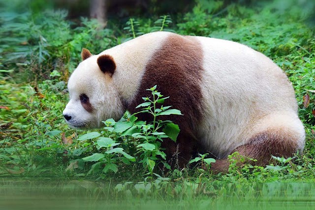 O pouco conhecido urso panda marrom de Qinling