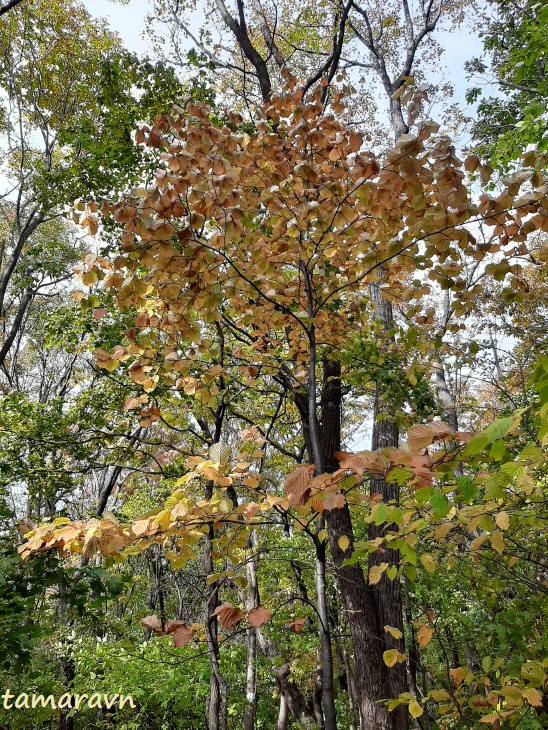 Мелкоплодник ольхолистный (Micromeles alnifolia)