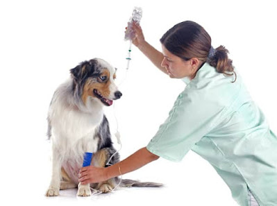 A veterinary infusion pump is a device that delivers dosed, long-term intravenous administration of various pharmaceutical solutions, as well as nutrient solutions to severely ill patients.