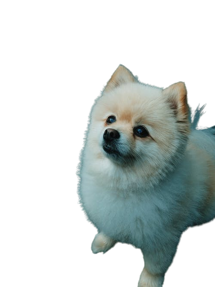 Pomeranian dog price in India- must know