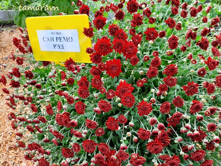 Хризантема (Chrysanthemum)