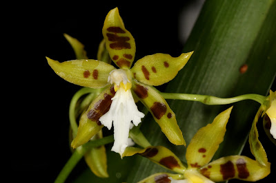 Oncidium manuelariasii - Arias's Oncidium care