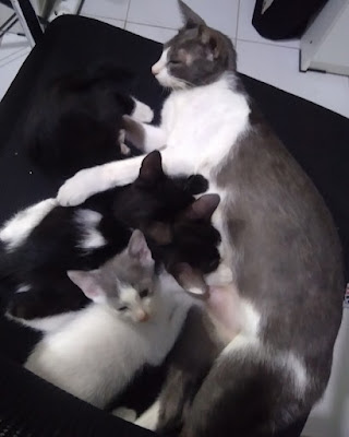 kucing di rumah