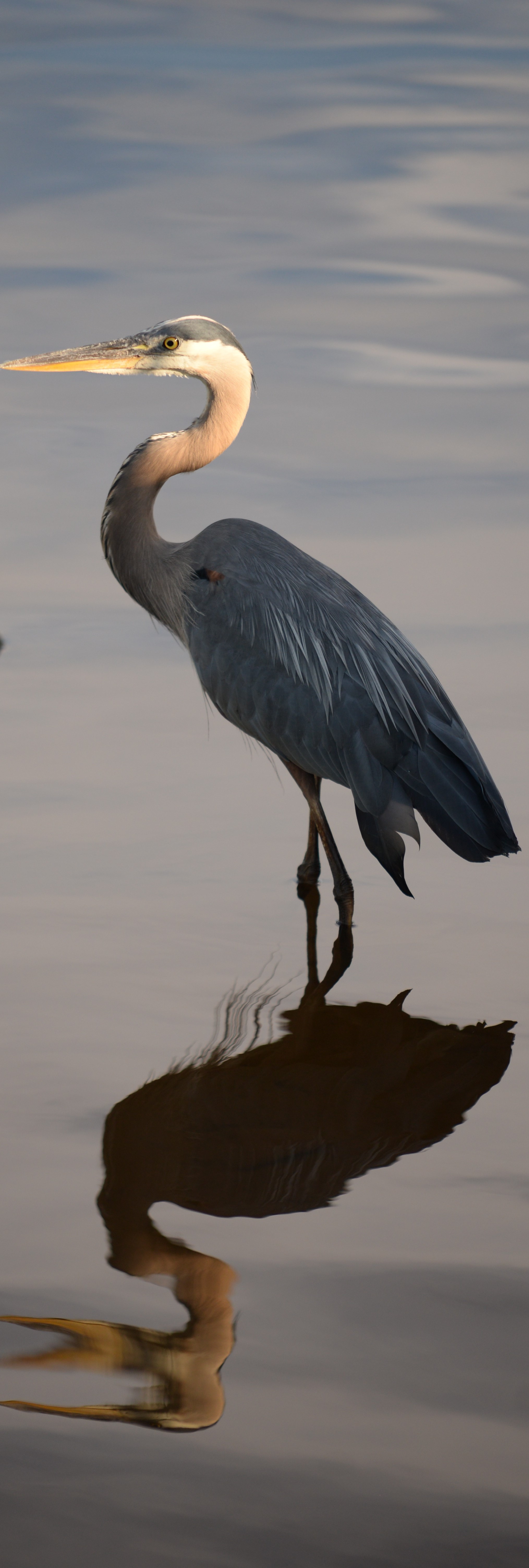 Great blue heron with it's reflection.