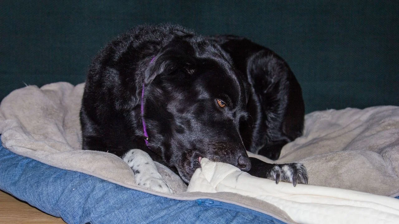 Black dog laying on her bed and chewing on a large rawhide bone.