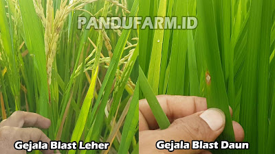 penyakit blast pada tanaman padi