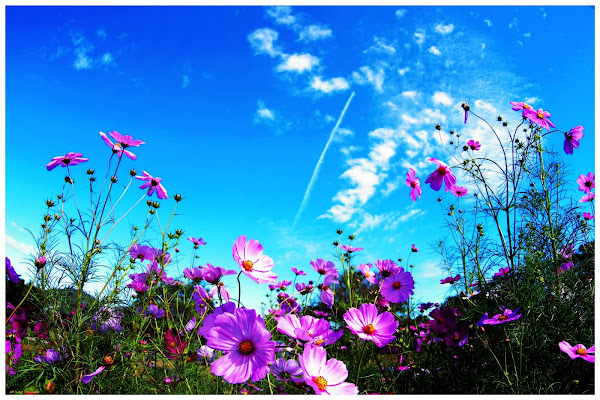 Фото лета в России / Photo of summer in Russia