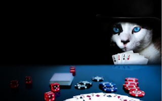 gambling cat