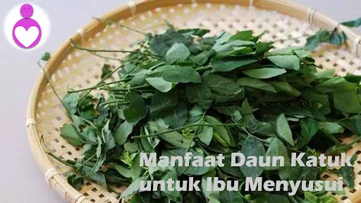 Manfaat Daun Katuk untuk Ibu Menyusui
