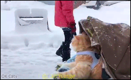 Amazing Cat GIF • Funny cat going for a ride under falling snow in his cat stroller. He loves winter [ok-cats-gifs.com]
