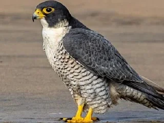 Peregrine Falcon: The Fastest Bird in the World