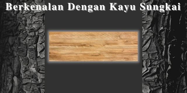 berkenalan dengan kayu sungkai