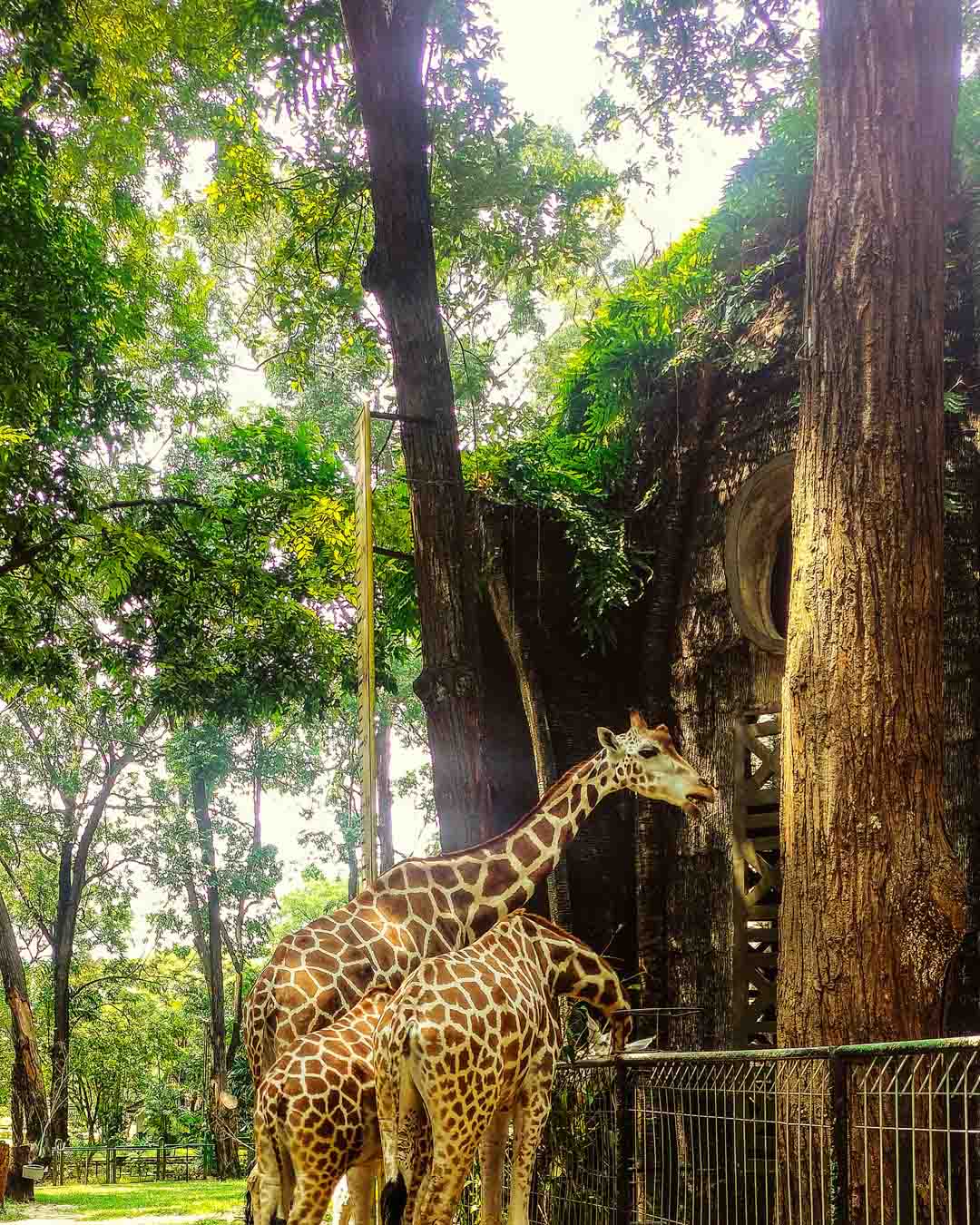 Kebun Binatang Ragunan Jakarta (zoo ragunan)