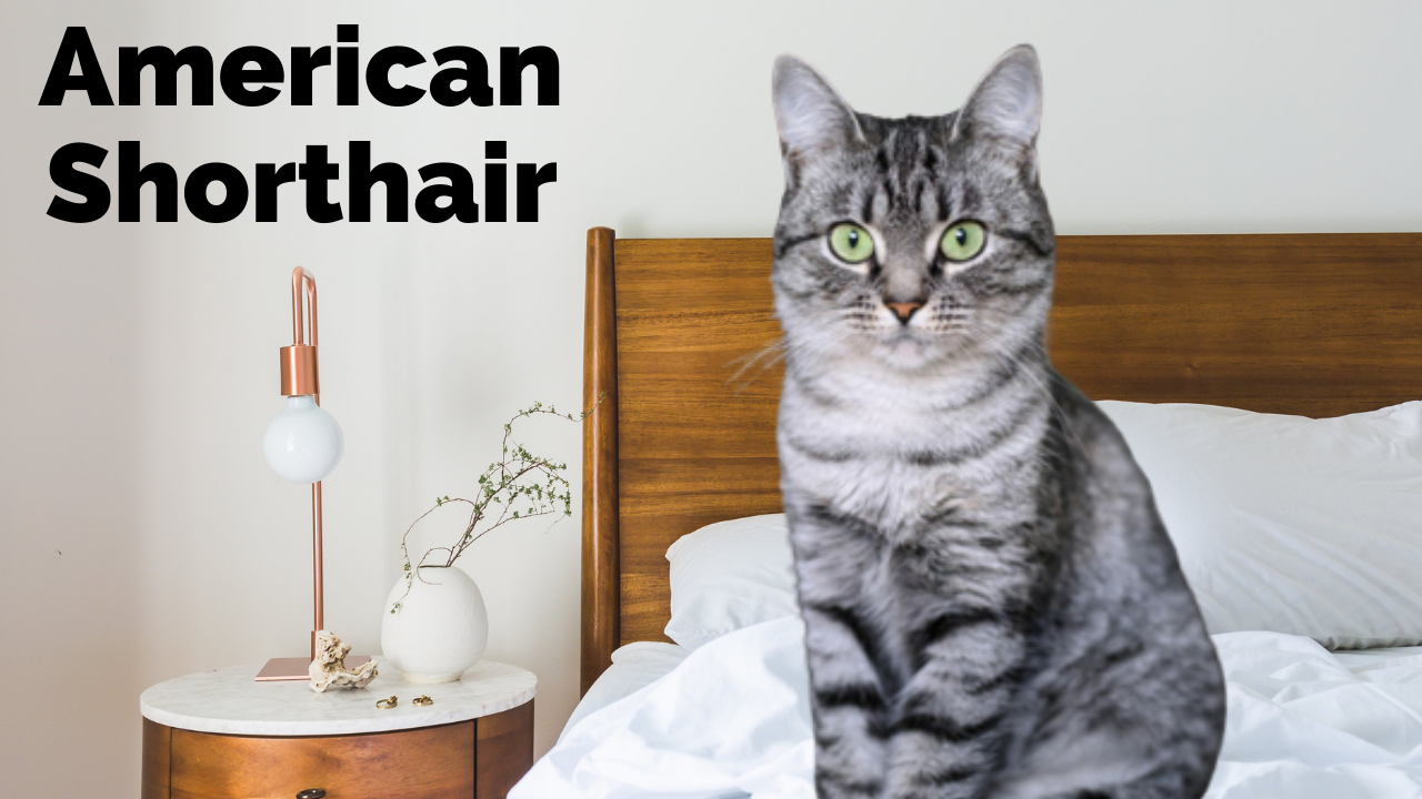 American Shorthair: El gatito americano de pelo corto