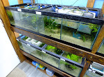 Swordtail Guppies: BREEDING RACK SYSTEMS; Automation for Water