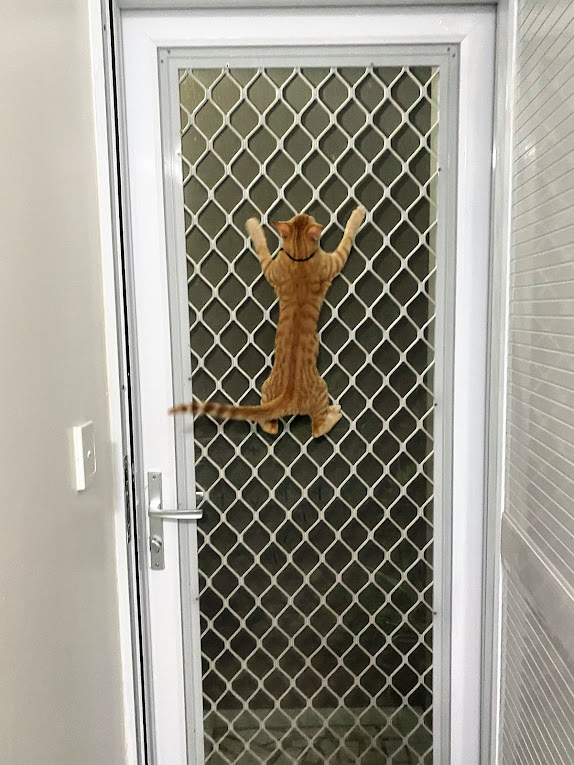Ginger tabby Miko the Samoan cat is Spider Cat
