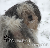 hond gezond winterse wandeltips