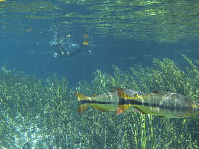 Bonito (MS) - turismo sustentável e responsável - Rio Sucuri