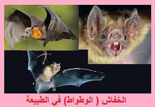 7 معلومات هامة عن حياة الخفاش( الوطواط)، الصفات الجسمية للخفاش