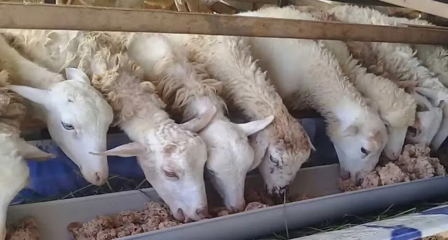 Komposisi Pakan Kambing Penggemukan untuk Meningkatkan Nilai Jual Kambing