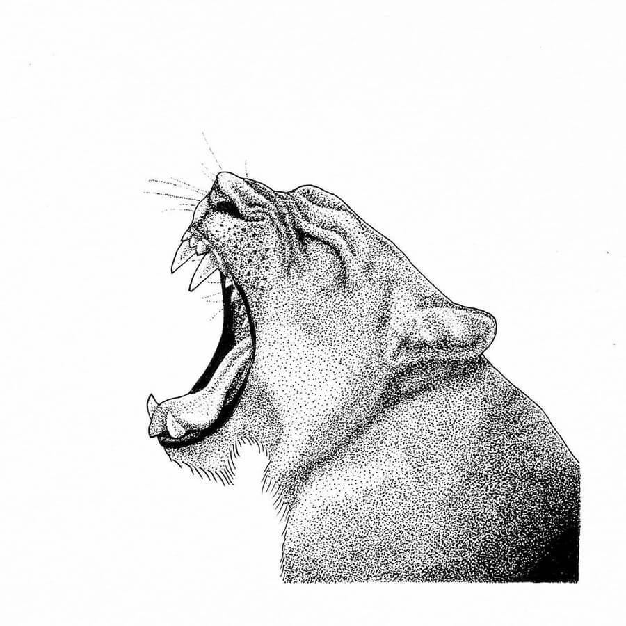 02-lioness-big-yawn-Erika-Persson-www-designstack-co