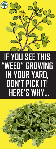 If You See This “Weed” Growing In Your Yard, Don’t Pick It! Here’s Why…