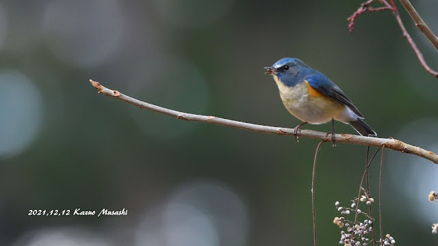 宮城の野鳥