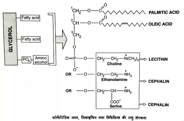 लिपिड का वर्गीकरण (Classification of Lipids)|hindi