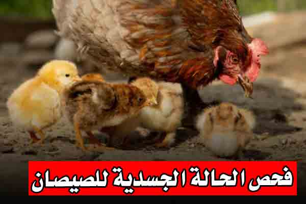 فحص الحالة الجسدية للكتاكيت او صيصان الدجاج