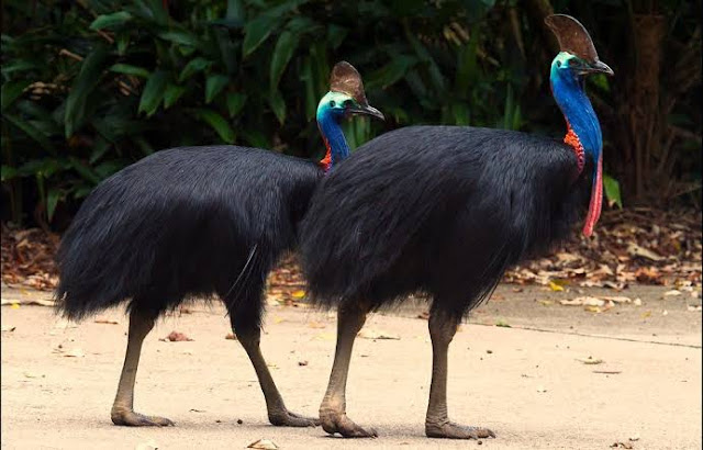 Karakteristik dan Makanan Burung Kasuari