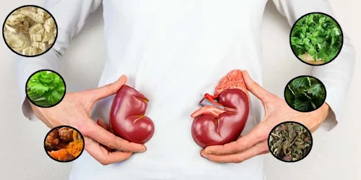Foods and Drinks You Need to Take Serious For Kidney Cleansing