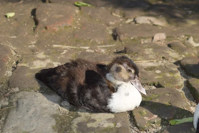 Little Muscovy duck