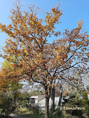 Мелкоплодник ольхолистный / Рябина ольхолистная (Micromeles alnifolia, =Sorbus alnifolia)